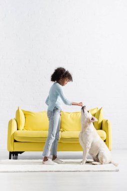 African american girl standing on white rug, while feeding labrador at home
