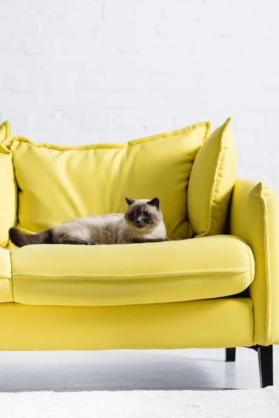 Bolyhos Sziámi Macska Néz Miközben Feküdt Kanapén Otthon — Stock Fotó