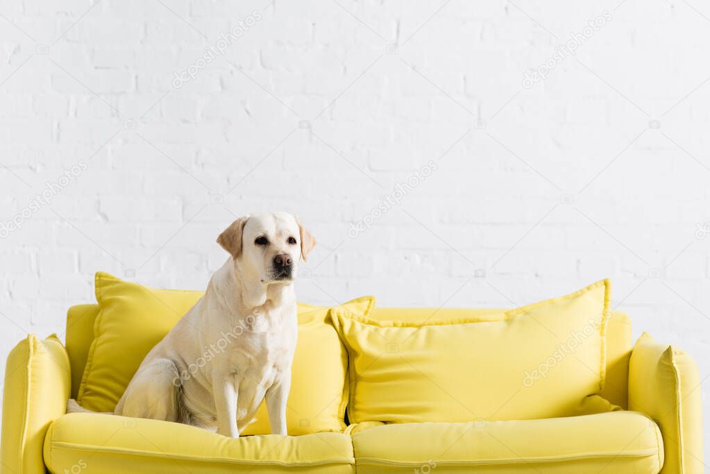 labrador looking away, while sitting on yellow sofa at home
