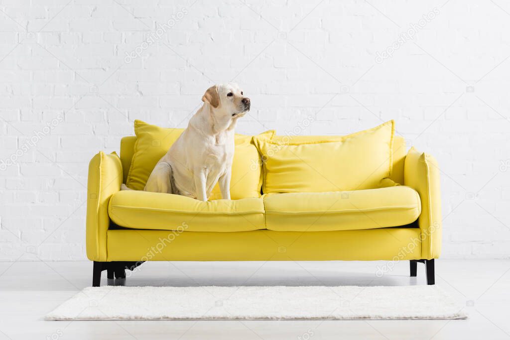 Retriever looking away, while sitting on yellow sofa at home