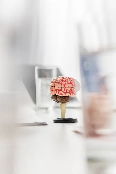 Brain anatomical model on table with blurred glasses of water on foreground