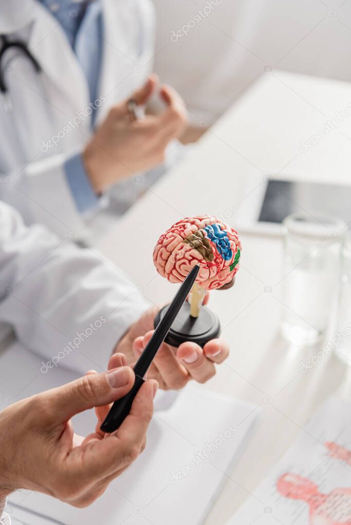 Cropped view of doctor pointing with pen at brain anatomical model near colleague on blurred background
