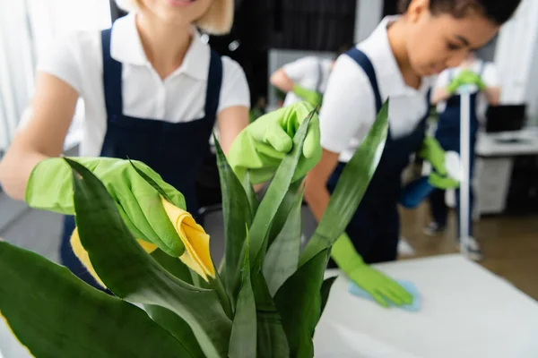 Cleaner Rubber Gloves Cleaning Plant Colleague Blurred Background Office — Stock Photo, Image