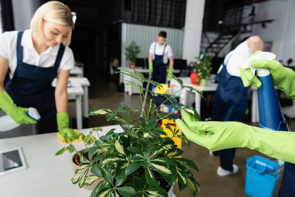 Worker Cleaning Company Rubber Gloves Cleaning Plant Detergent Colleagues Office — Stock Photo, Image