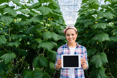 Gülümseyen Afrikalı Amerikalı çiftçi seradaki salatalık bitkilerinin yanında boş ekranla dijital tablet gösteriyor.
