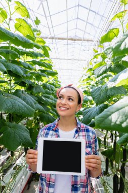 Mutlu Afrikalı Amerikalı çiftçi, salatalıklı bitkilerin yanında boş ekranlı dijital tablet tutuyor. 