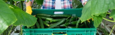 partial view of farmer in work gloves holding box of fresh cucumbers, banner clipart