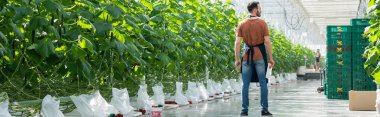 back view of farmer standing near green plants in glasshouse, banner clipart