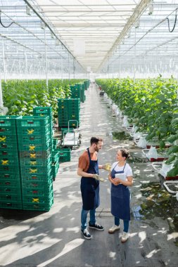 farmer gesturing while talking to african american colleague near boxes in greenhouse clipart