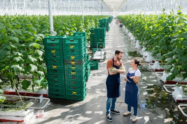 multiethnic farmers in aprons talking in greenhouse near plastic boxes clipart