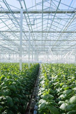 spacious greenhouse with plantation of cucumber plants clipart