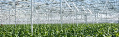 large greenhouse with cucumber plants, banner clipart