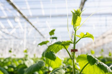 close up view of cucumber plant in greenhouse on blurred background clipart