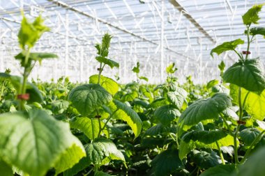 selective focus of cucumber plants growing in glasshouse, blurred foreground clipart