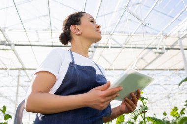 low angle view of african american farmer looking away while holding digital tablet in greenhouse clipart
