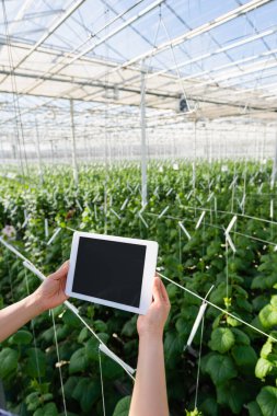 Kırpılmış çiftçi görüntüsü serada boş ekran ile dijital tablet tutuyor