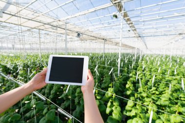 partial view of woman holding digital tablet with blank screen in greenhouse clipart