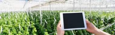 Çiftçinin cam evde dijital tablet tutarken kısmi görüntüsü, pankart