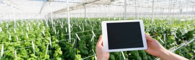 partial view of farmer holding digital tablet with blank screen in glasshouse, banner clipart