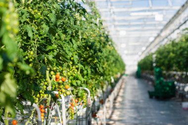 selective focus of plants with cherry tomatoes in greenhouse clipart