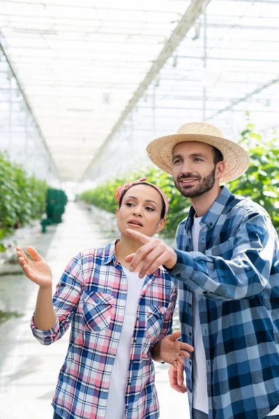 Gülümseyen Çiftçi Glasshouse Daki Afrikalı Amerikalı Meslektaşını Parmağıyla Işaret Ediyor — Stok fotoğraf