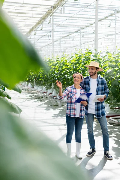 Agricultor Americano Africano Feliz Apontando Com Mão Perto Colega Com — Fotografia de Stock