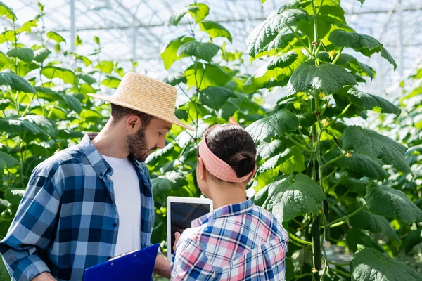 Back View African American Farmer Holding Clipboard Colleague Glasshouse — Stock Photo, Image