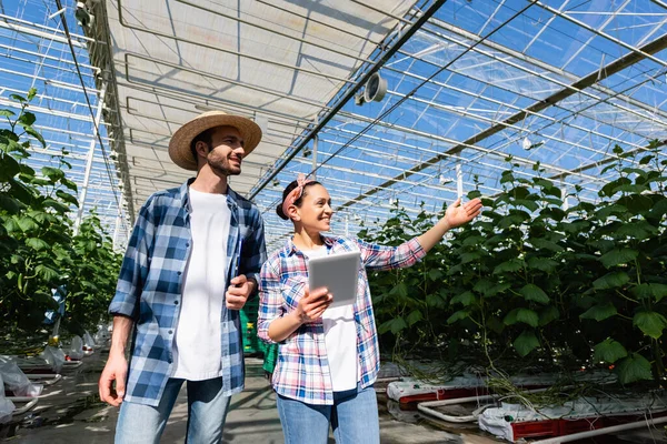 Alegre Agricultor Afro Americano Apontando Para Plantas Verdes Perto Colega — Fotografia de Stock