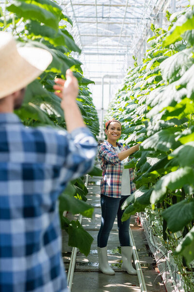 Радостный африканский американский фермер проверяет растения в теплице рядом с коллегой на размытом переднем плане