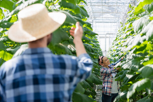 back view of farmer near african american colleague working in greenhouse, blurred foreground