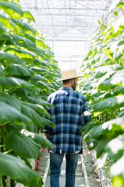 Visão Traseira Agricultor Chapéu Palha Camisa Xadrez Perto Plantas Pepino — Fotografia de Stock