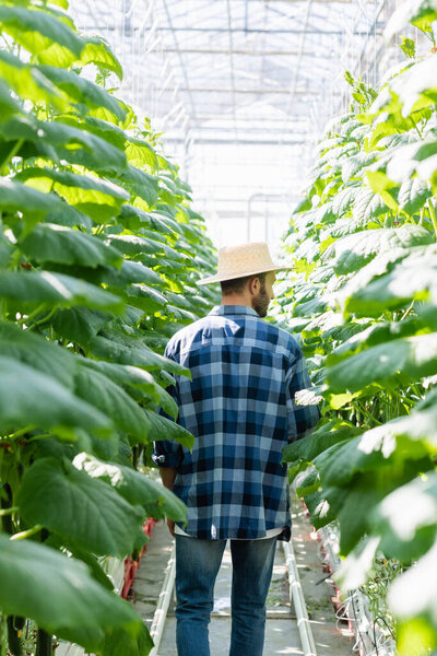 back view of farmer in straw hat and plaid shirt near cucumber plants in glasshouse