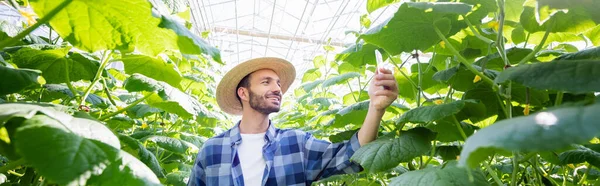 Agricultor Sorrindo Tirar Fotos Plantas Pepino Estufa Bandeira — Fotografia de Stock