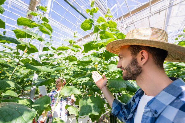 farmer in straw hat pointing with hand near plants and african american colleague in greenhouse