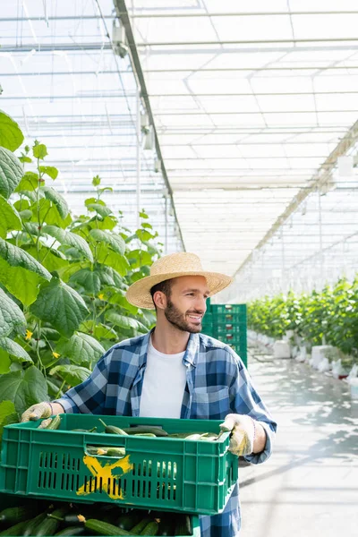 Happy Farmer Looking Away While Holding Box Fresh Cucumbers Glasshouse — Stock Photo, Image