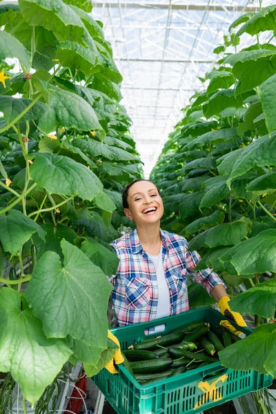 Riéndose Agricultor Afroamericano Sosteniendo Caja Pepinos Frescos Mientras Mira Cámara —  Fotos de Stock