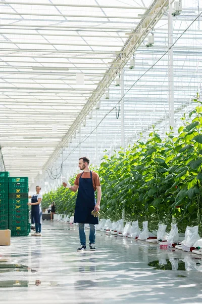 Agricultor Sosteniendo Tableta Digital Cerca Colega Afroamericano Trabajando Cerca Cajas —  Fotos de Stock