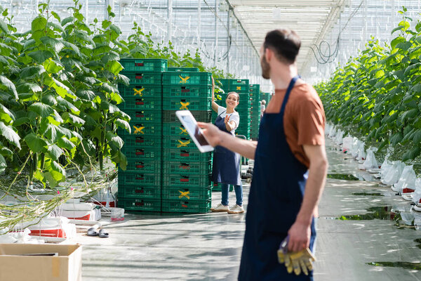 farmer holding digital tablet near african american colleague working near plastic boxes, blurred foreground