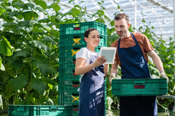 Mujer Afroamericana Mostrando Tableta Digital Agricultor Sosteniendo Caja Plástico —  Fotos de Stock