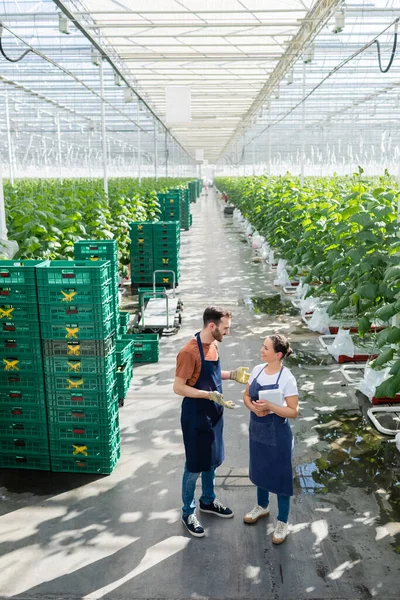 Farmer Gesturing While Talking African American Colleague Boxes Greenhouse — Stock Photo, Image