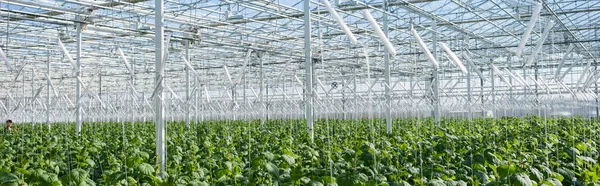 Large Greenhouse Cucumber Plants Banner — Stock Photo, Image