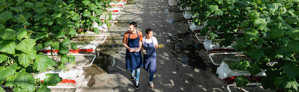 high angle view of farmer with digital tablet walking near african american colleague in greenhouse, banner