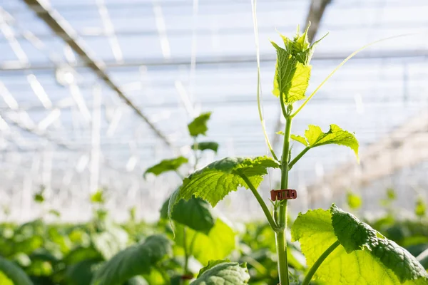 背景のぼやけた温室内のキュウリの植物を間近に見ることができ — ストック写真