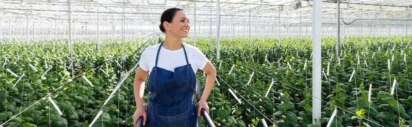 happy african american farmer in apron looking away in glasshouse, banner