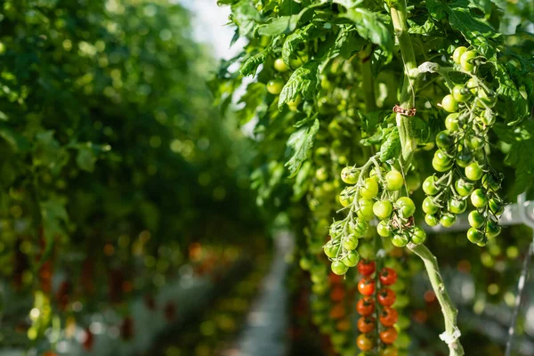 Selective Focus Branches Green Cherry Tomatoes Glasshouse Blurred Background — Stock Photo, Image