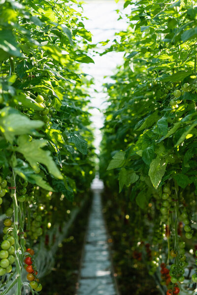 rows of green tomato plants in glasshouse on blurred background