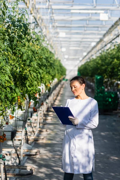 Afrikanisch Amerikanischer Qualitätskontrolleur Schreibt Auf Klemmbrett Der Nähe Von Tomatenpflanzen — Stockfoto