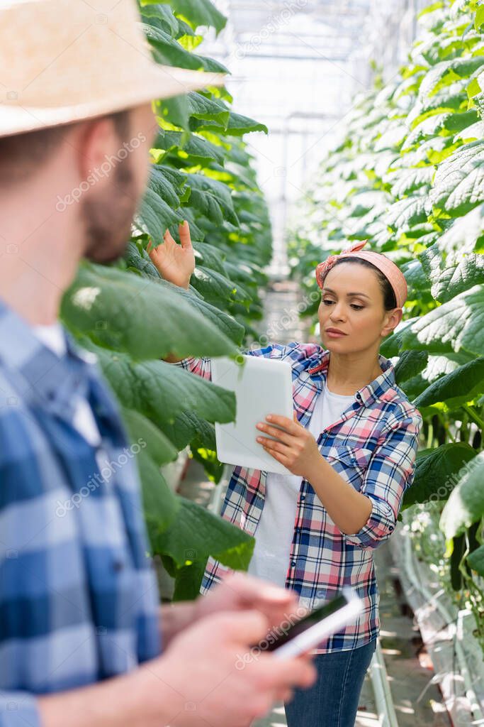 african american farmer with digital tablet near plants and colleague on blurred foreground