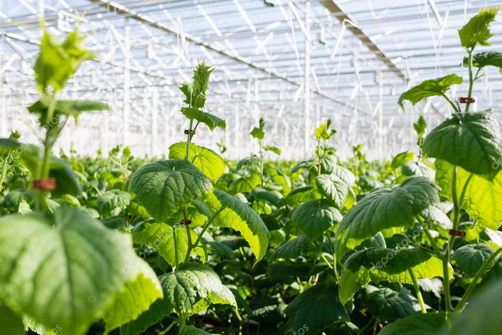 selective focus of cucumber plants growing in glasshouse, blurred foreground