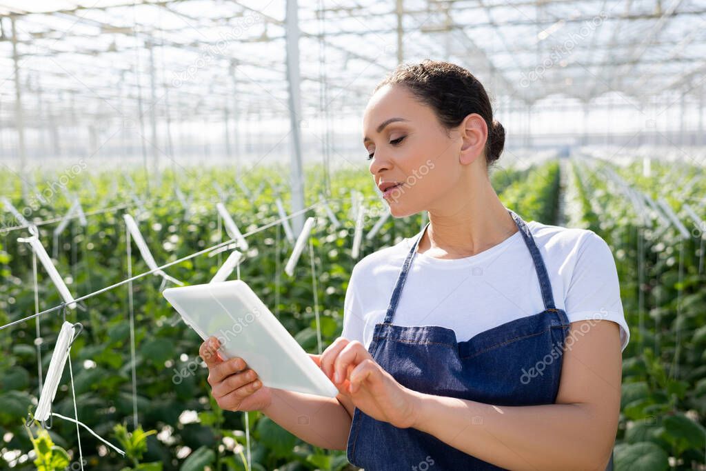 african american farmer in apron using digital tablet in greenhouse